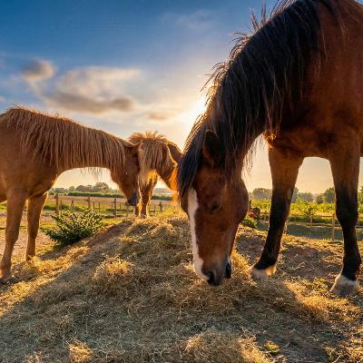 Feeding 20 Horses Through the Hay Shortage: Track System Owner Shares Strategies