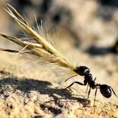 The Ant Cast
