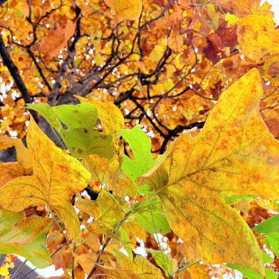 私だったら「だいたい、こんなもんでしょ」って謳うよ