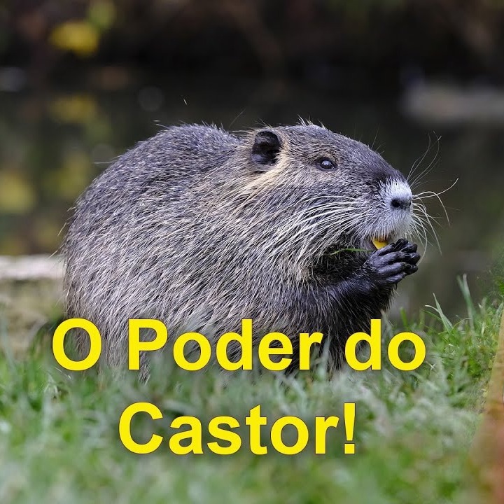 As Cartas Xamânicas, os Animais e seu Poder- O Castor
