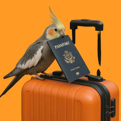 EP47 :: GTA: o que é, quando precisa e como funciona