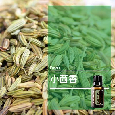 第四十六课：小茴香