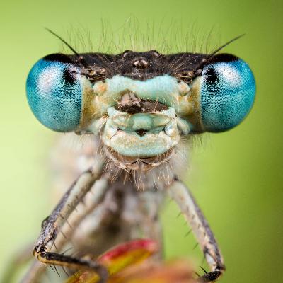 What we — and AI — can learn from nature's intelligence What we — and AI — can learn from nature's intelligence