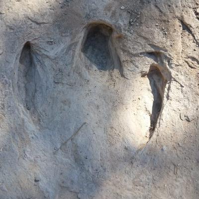 24.Paleoentrevista a Diego Castanera. Icnitas o "en busca de la Cenicienta perdida"