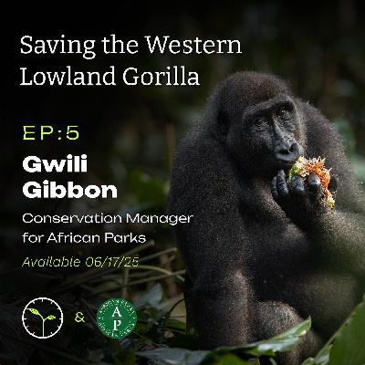 Conservation Across Africa: Saving the Western Lowland Gorilla with Gwili Gibbon