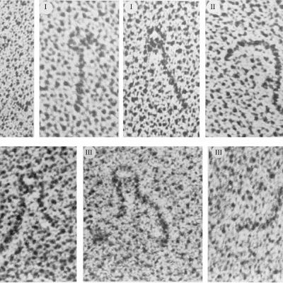 DNA–Protein Interactions in Bacteria(CMB part 7) DNA–Protein Interactions in Bacteria(CMB part 7)
