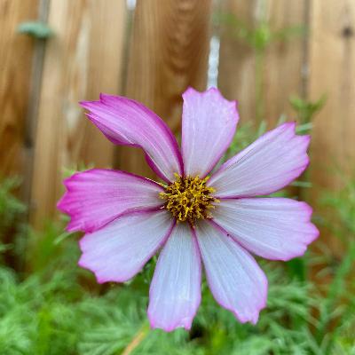 Yin: Folded Wing with Poetry