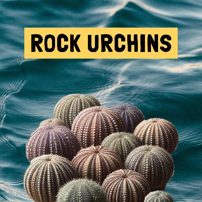 «Rock Urchins» - En ganske vanlig episode
