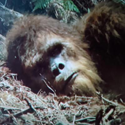 16 TRUE SCARY DOGMAN ENCOUNTER HORROR STORIES