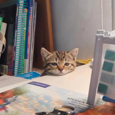 biz hayata geç kalıcaz / manifest yazı, twd, sınavlar...