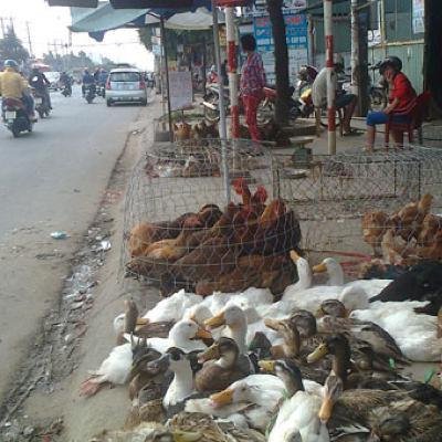 Lựa chọn thịt gia cầm an toàn khi có dịch cúm gia cầm
