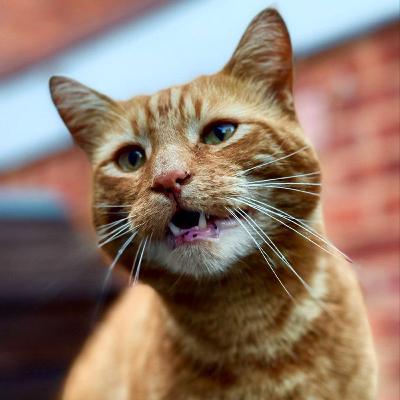 Gwinny the Street Mugger