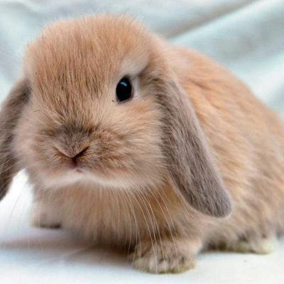 INFORMACION DE LOS CONEJOS