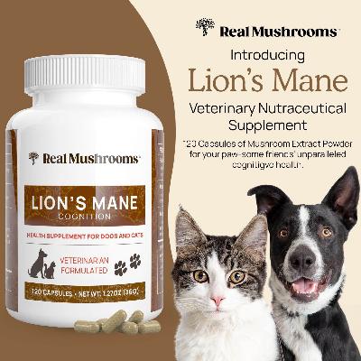 Doc Rob Silver: Mushrooms For Pets Doc Rob Silver: Mushrooms For Pets