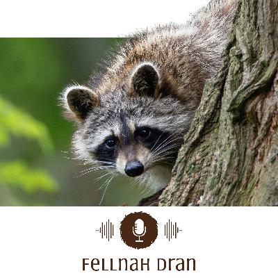 #2: Invasiv, aber unschuldig - Wilde Waschbären und ausgesetzte Schmuckschildkröten