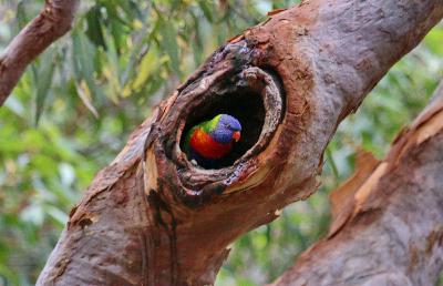 Spring is Sprung – The Rainbow Lorikeet