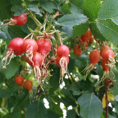 Sunday Edition 8-16-20