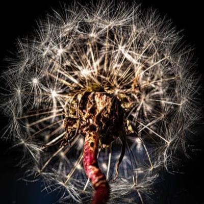 INDISSOLUBILIDADE DO CASAMENTO