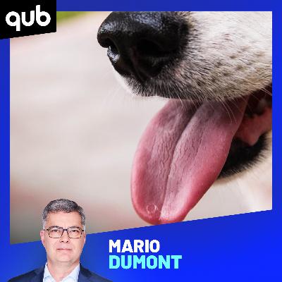 Attaques de chien: «Mon père s’est fait arracher un bout de la cuisse!», témoigne un auditeur
