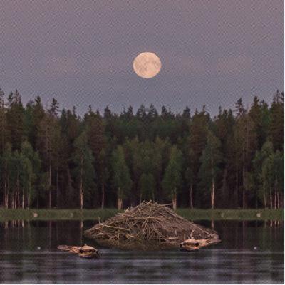Full Beaver Moon Guided Meditation