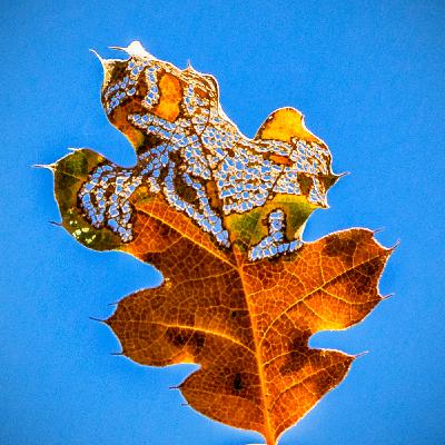 Fall Equinox - Pandemic Protocols - Self Care not Isolation