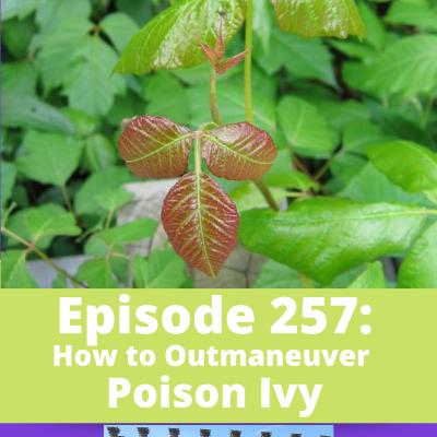 How to Outmaneuver Poison Ivy How to Outmaneuver Poison Ivy