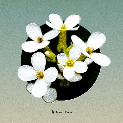 A Most Important Mustard