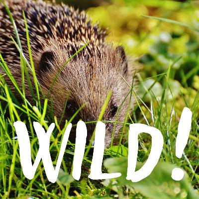 Der Igel und seine Geheimnisse – mit Dr. Anne Berger