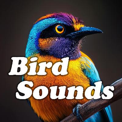 Nature's Restful Wings: Relaxing Bird Calls