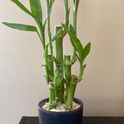 Ali’s calming meditation