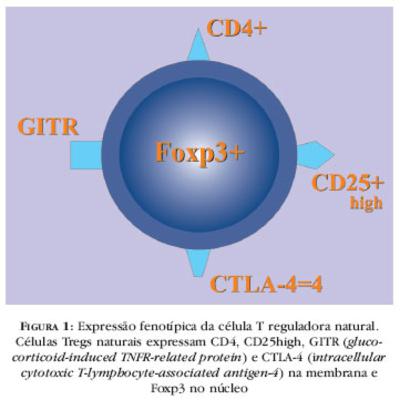 Notas sobre Regulação do Sist. Imune e as céls Tregs Notas sobre Regulação do Sist. Imune e as céls Tregs