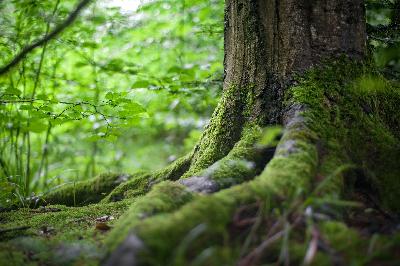 From the Forest Radio Show: Episode 1
