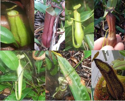 Ep. 558 - Insights into Pitcher Plant Evolution Ep. 558 - Insights into Pitcher Plant Evolution