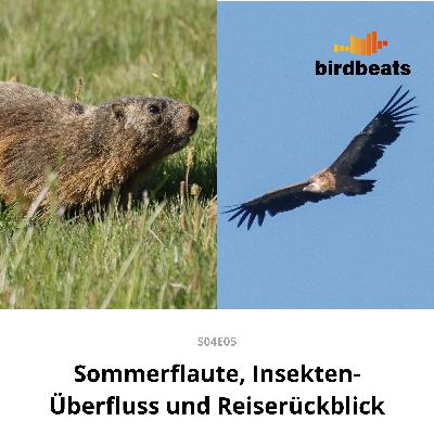 Sommerflaute, Insekten-Überfluss und Reiserückblick