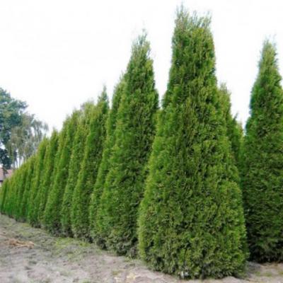Твоя туя - найкращі саджанці та дерева туй за доступною ціною!
