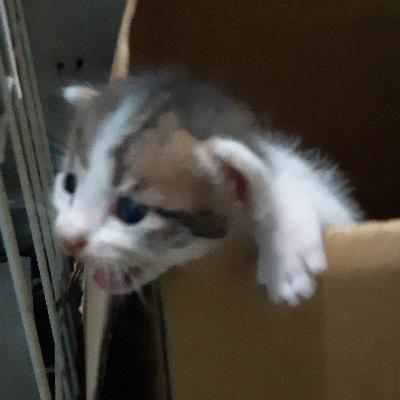 Suara Kucing di Rumah 2021 (The Sounds of My Cats) Suara Kucing di Rumah 2021 (The Sounds of My Cats)