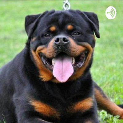 Sam Pets Gallery (Trailer)