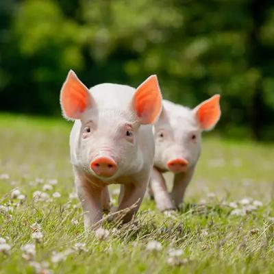 Bien être animal