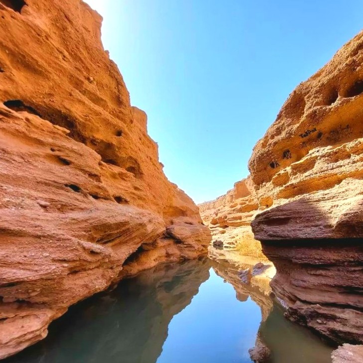 بهداشت دهان و دندان در گیاهخواری