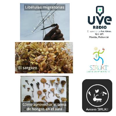 Programa 78-Libélulas migratorias, El Sargazo, Cómo aprovechar el tema de hongos en el aula..