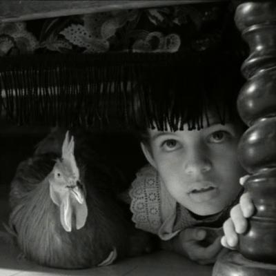 Zwierzęcy Kalejdoskop Filmowy - Odcinek 30: Kura