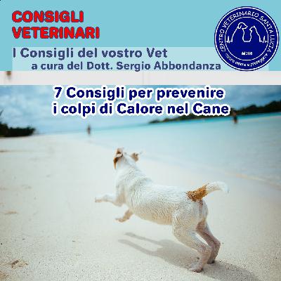 15 - 7 consigli per prevenire i colpi di calore nel cane