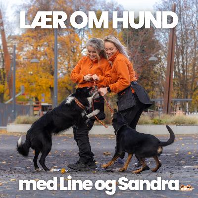 17: HUNDENS UTVIKLING 17: HUNDENS UTVIKLING