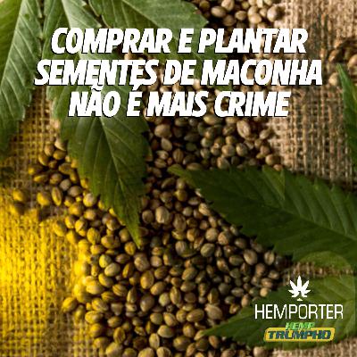 Comprar e plantar sementes de maconha não é mais crime Comprar e plantar sementes de maconha não é mais crime