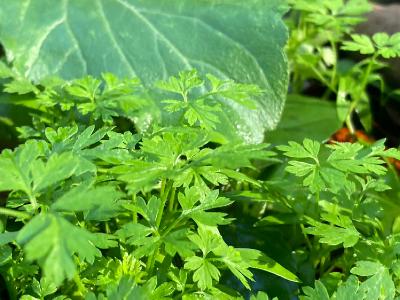 2025.11/13 〇〇が急に増えたのは from Radiotalk