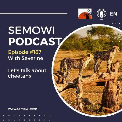 Let's talk about cheetahs
