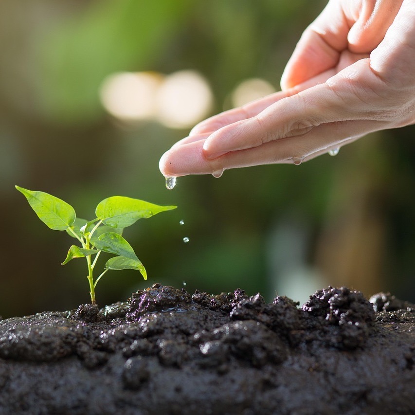 #202 Sementes ao sol