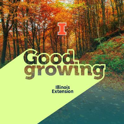Ep. 229 Why Leaves Change in the Fall and Which Trees Do It Best | #Good Growing