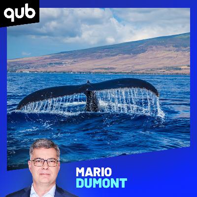 Baleines: «Au Québec, on peut se vanter d’être inspirants à l’échelle mondiale», dit une biologiste