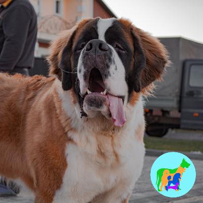 Wesley Wants a St. Bernard Wesley Wants a St. Bernard